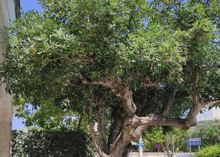 بيت ضيافة Elis...land...